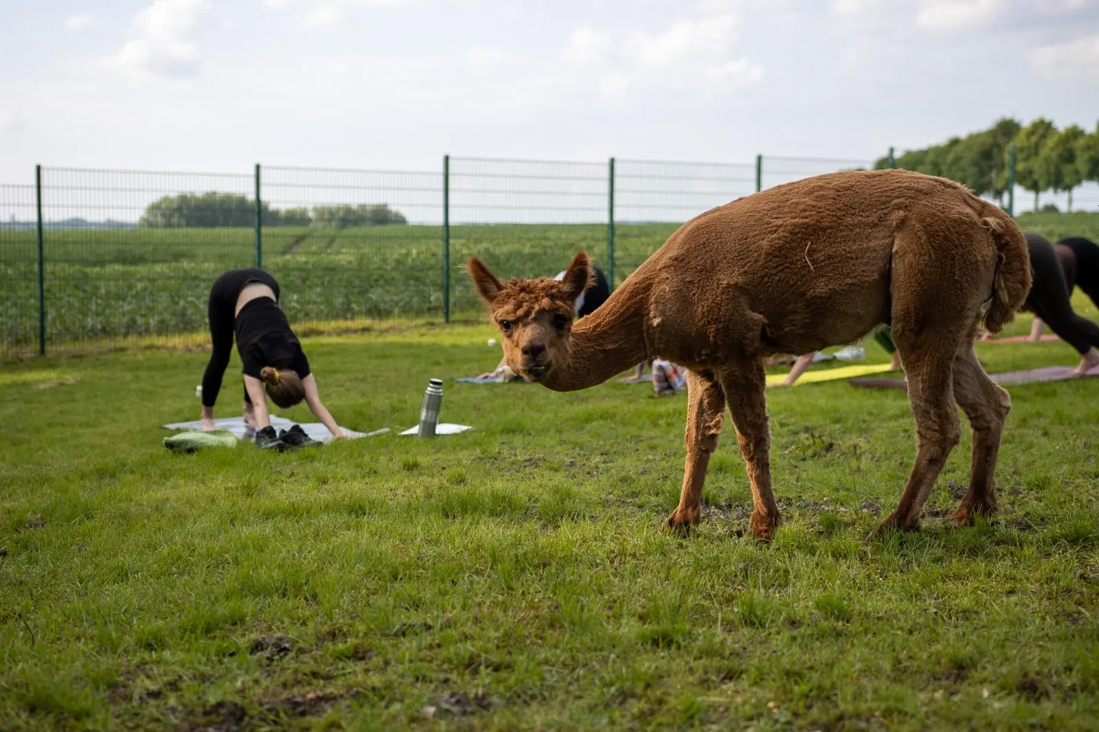 Alpaka grast neben Yogamatten – Teilnehmerinnen in Vorbeuge im Hintergrund auf der Wiese in Dortmund-Kley